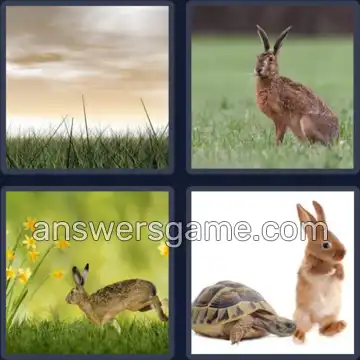4 Pics 1 Word 4 Letters HARE