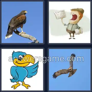 4 Pics 1 Word 4 Letters HAWK