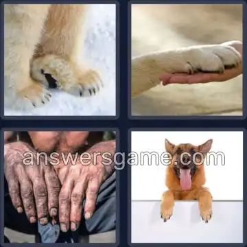 4 Pics 1 Word 4 Letters PAWS