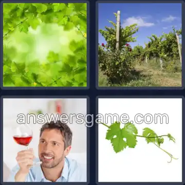 4 Pics 1 Word 4 Letters VINE