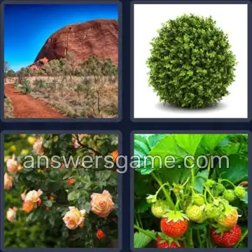 4 Pics 1 Word 4 Letters BUSH