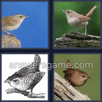 4 Pics 1 Word 4 Letters WREN