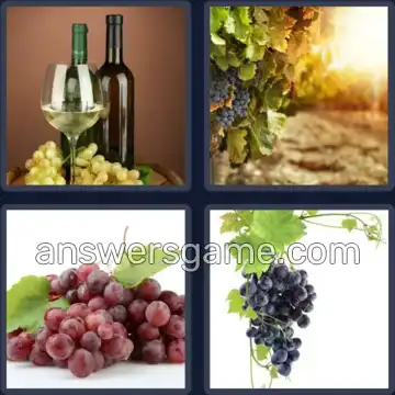 4 Pics 1 Word 5 Letters GRAPE