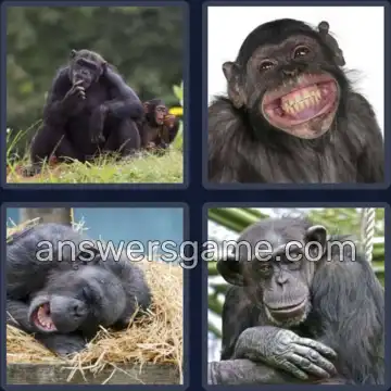 4 Pics 1 Word 5 Letters CHIMP