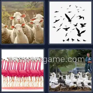 4 Pics 1 Word 5 Letters FLOCK