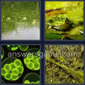 4 Pics 1 Word 5 Letters ALGAE