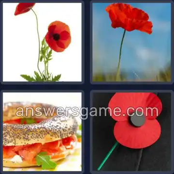 4 Pics 1 Word 5 Letters POPPY