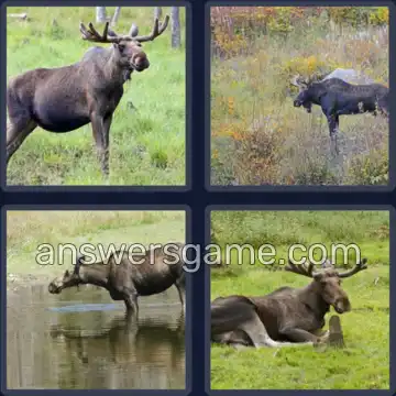 4 Pics 1 Word 5 Letters MOOSE