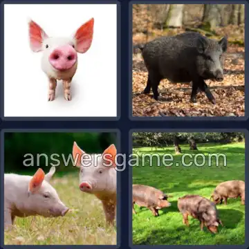 4 Pics 1 Word 5 Letters SWINE