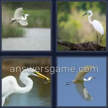4 Pics 1 Word 5 Letters EGRET
