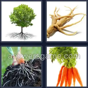 4 Pics 1 Word 5 Letters ROOTS