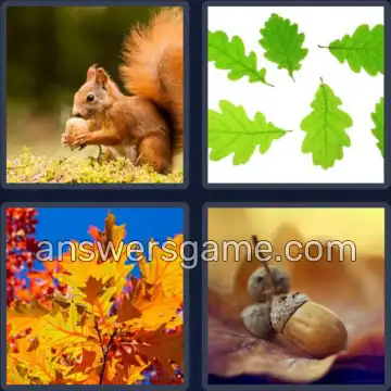 4 Pics 1 Word 5 Letters ACORN