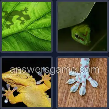 4 Pics 1 Word 5 Letters GECKO