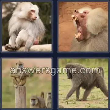 4 Pics 1 Word 6 Letters BABOON