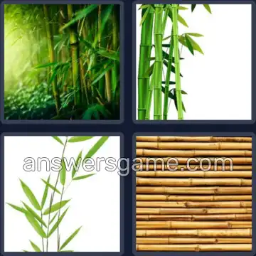 4 Pics 1 Word 6 Letters BAMBOO