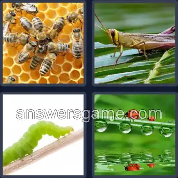 4 Pics 1 Word 6 Letters INSECT