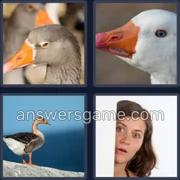 4 Pics 1 Word 6 Letters GANDER
