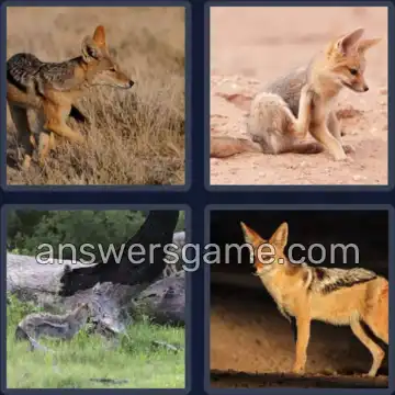 4 Pics 1 Word 6 Letters JACKAL