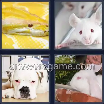 4 Pics 1 Word 6 Letters ALBINO