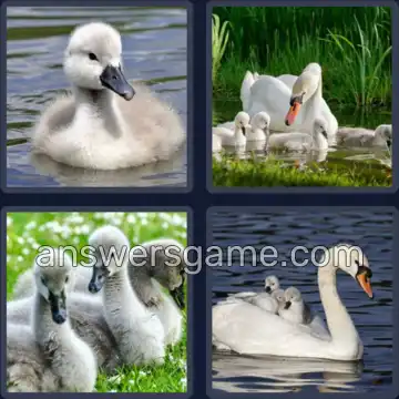 4 Pics 1 Word 6 Letters CYGNET