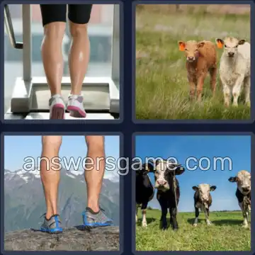 4 Pics 1 Word 6 Letters CALVES