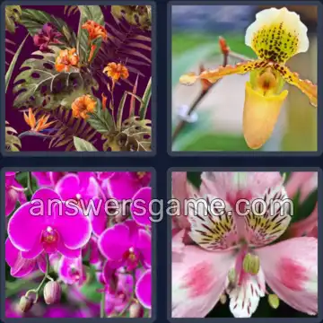 4 Pics 1 Word 6 Letters ORCHID