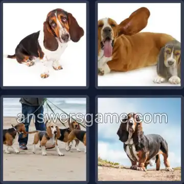 4 Pics 1 Word 6 Letters BASSET