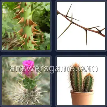 4 Pics 1 Word 6 Letters THORNY