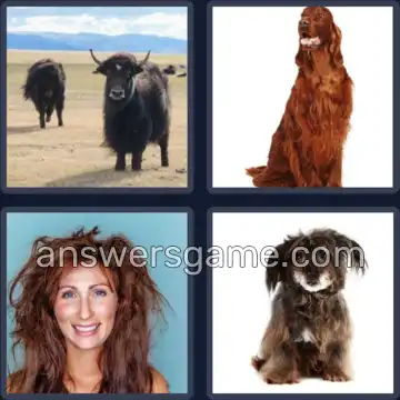 4 Pics 1 Word 6 Letters SHAGGY