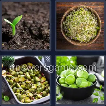 4 Pics 1 Word 6 Letters SPROUT