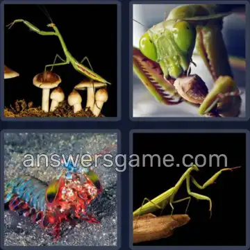 4 Pics 1 Word 6 Letters MANTIS