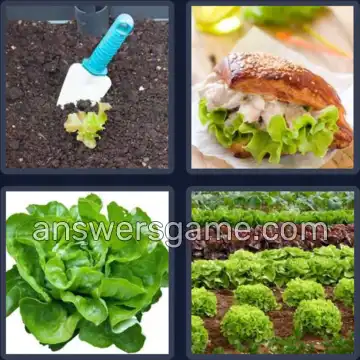 4 Pics 1 Word 7 Letters LETTUCE