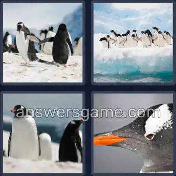 4 Pics 1 Word 7 Letters PENGUIN