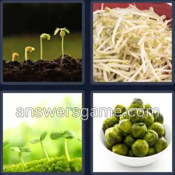 4 Pics 1 Word 7 Letters SPROUTS