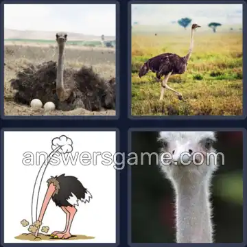4 Pics 1 Word 7 Letters OSTRICH
