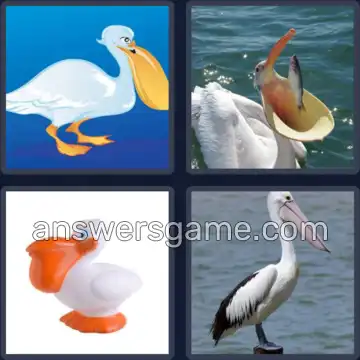 4 Pics 1 Word 7 Letters PELICAN