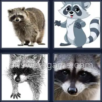 4 Pics 1 Word 7 Letters RACCOON