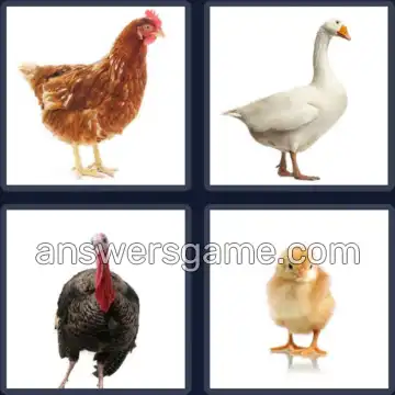 4 Pics 1 Word 7 Letters POULTRY