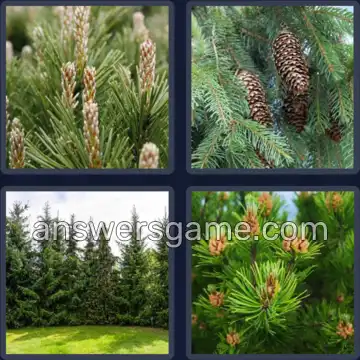 4 Pics 1 Word 7 Letters CONIFER