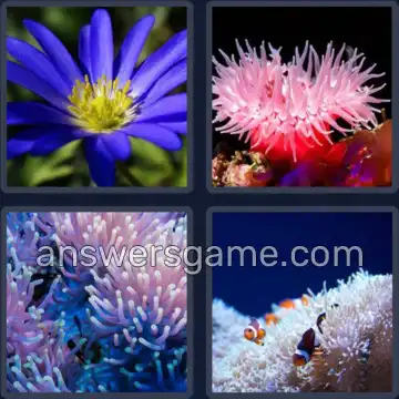 4 Pics 1 Word 7 Letters ANEMONE