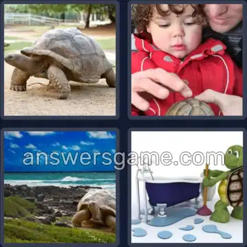 4 Pics 1 Word 8 Letters TORTOISE