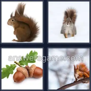 4 Pics 1 Word 8 Letters SQUIRREL