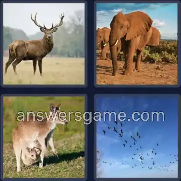 4 Pics 1 Word 8 Letters WILDLIFE