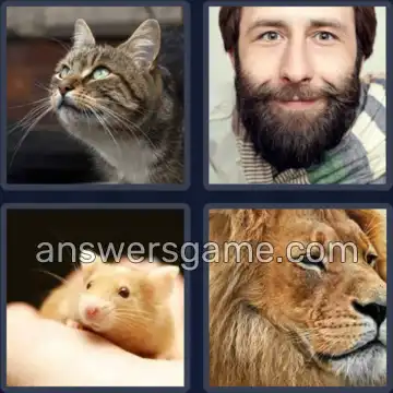4 Pics 1 Word 8 Letters WHISKERS