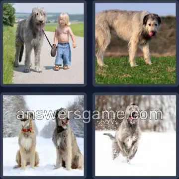 4 Pics 1 Word 9 Letters WOLFHOUND