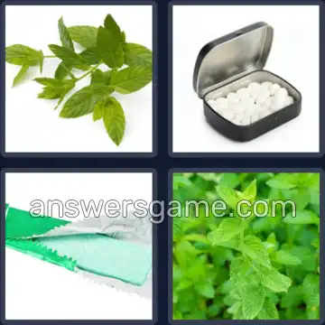 4 Pics 1 Word 9 Letters SPEARMINT