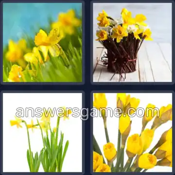 4 Pics 1 Word 9 Letters DAFFODILS