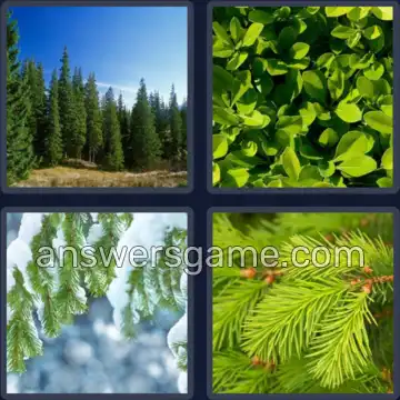 4 Pics 1 Word 9 Letters EVERGREEN