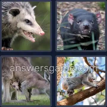 4 Pics 1 Word 9 Letters MARSUPIAL