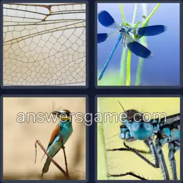 4 Pics 1 Word 9 Letters DRAGONFLY